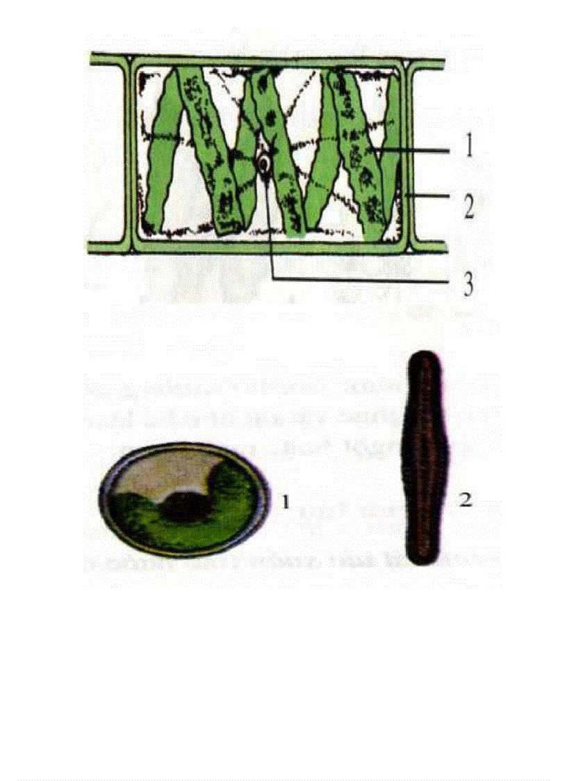 image for page Tranh ảnh sinh lớp 6