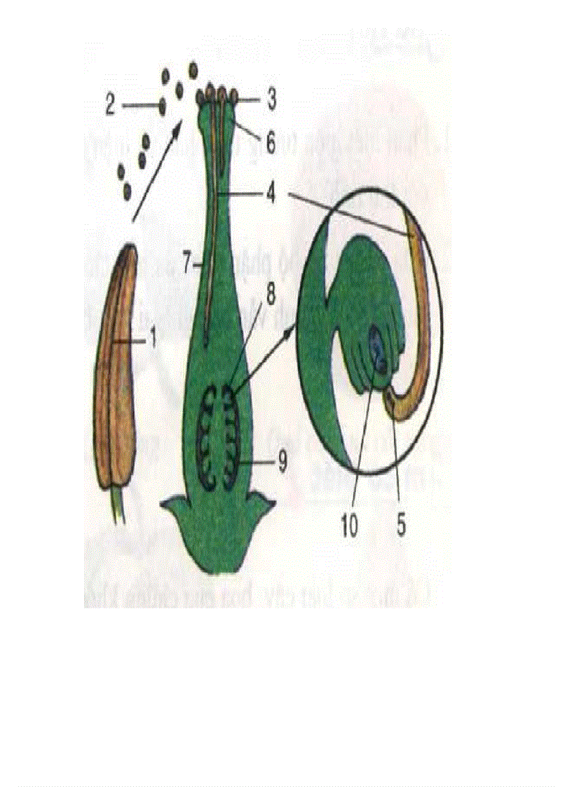 image for page Tranh ảnh sinh lớp 6