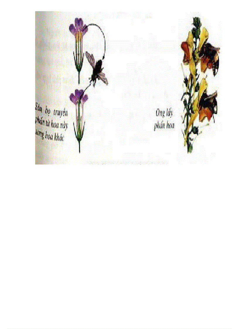 image for page Tranh ảnh sinh lớp 6