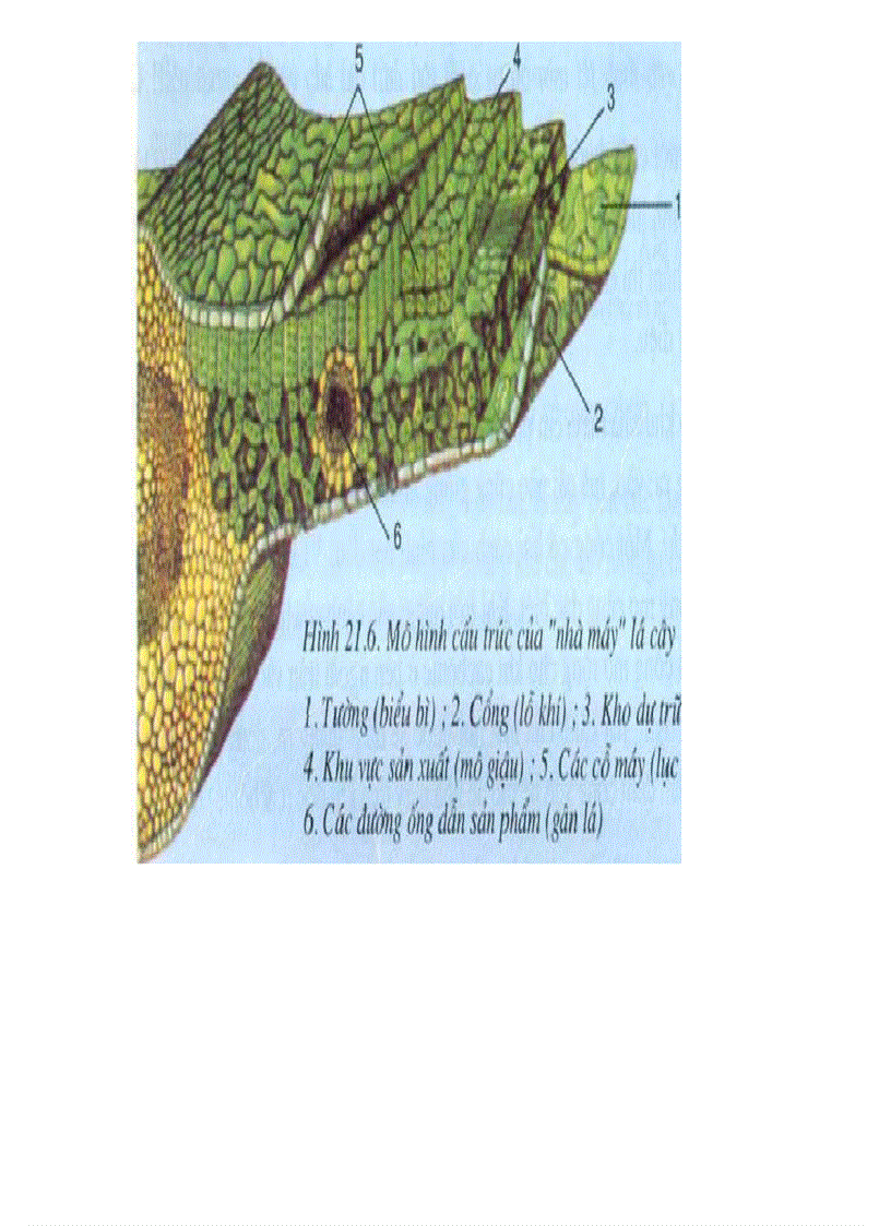 image for page Tranh ảnh sinh lớp 6