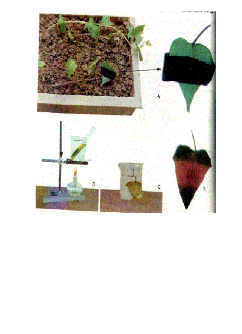 image for page Tranh ảnh sinh lớp 6