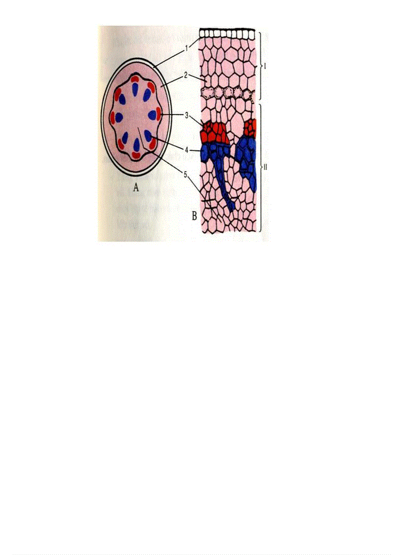 image for page Tranh ảnh sinh lớp 6