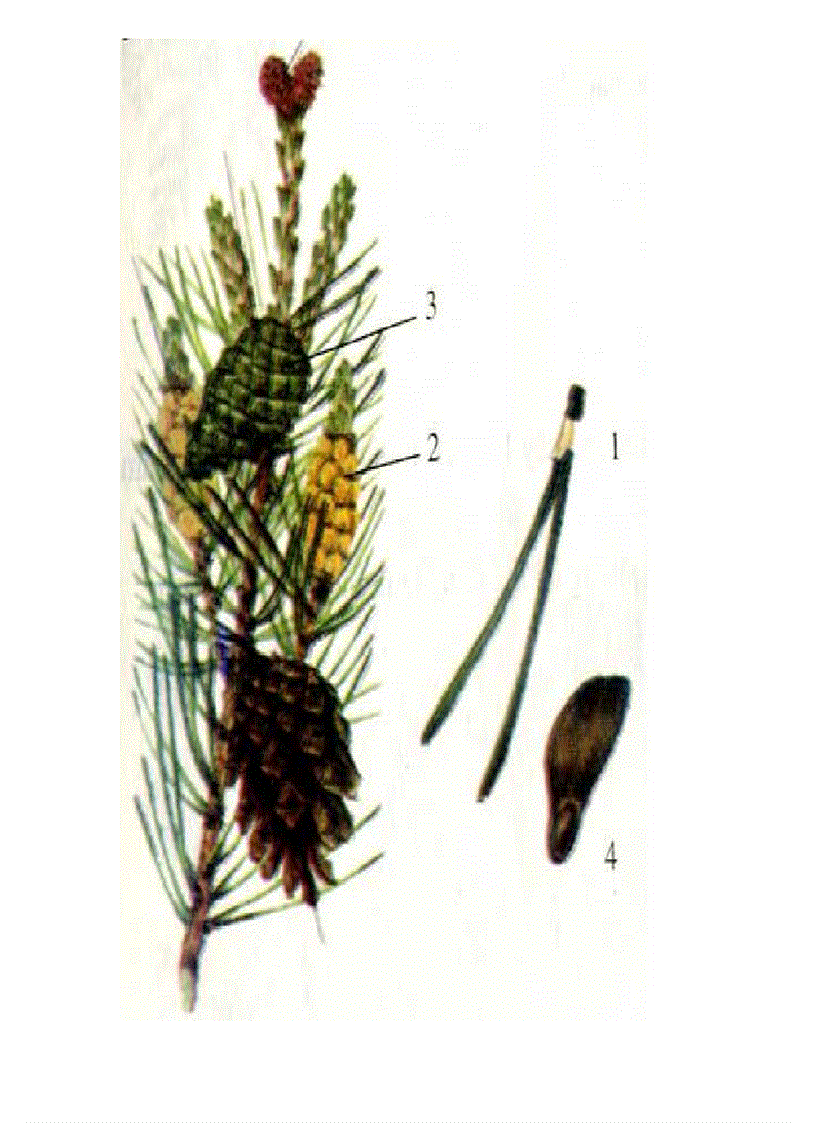 image for page Tranh ảnh sinh lớp 6