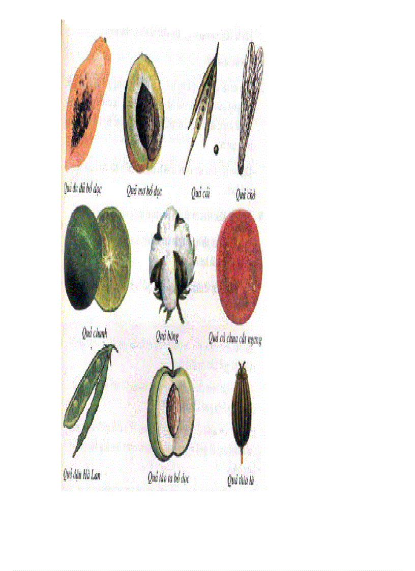 image for page Tranh ảnh sinh lớp 6