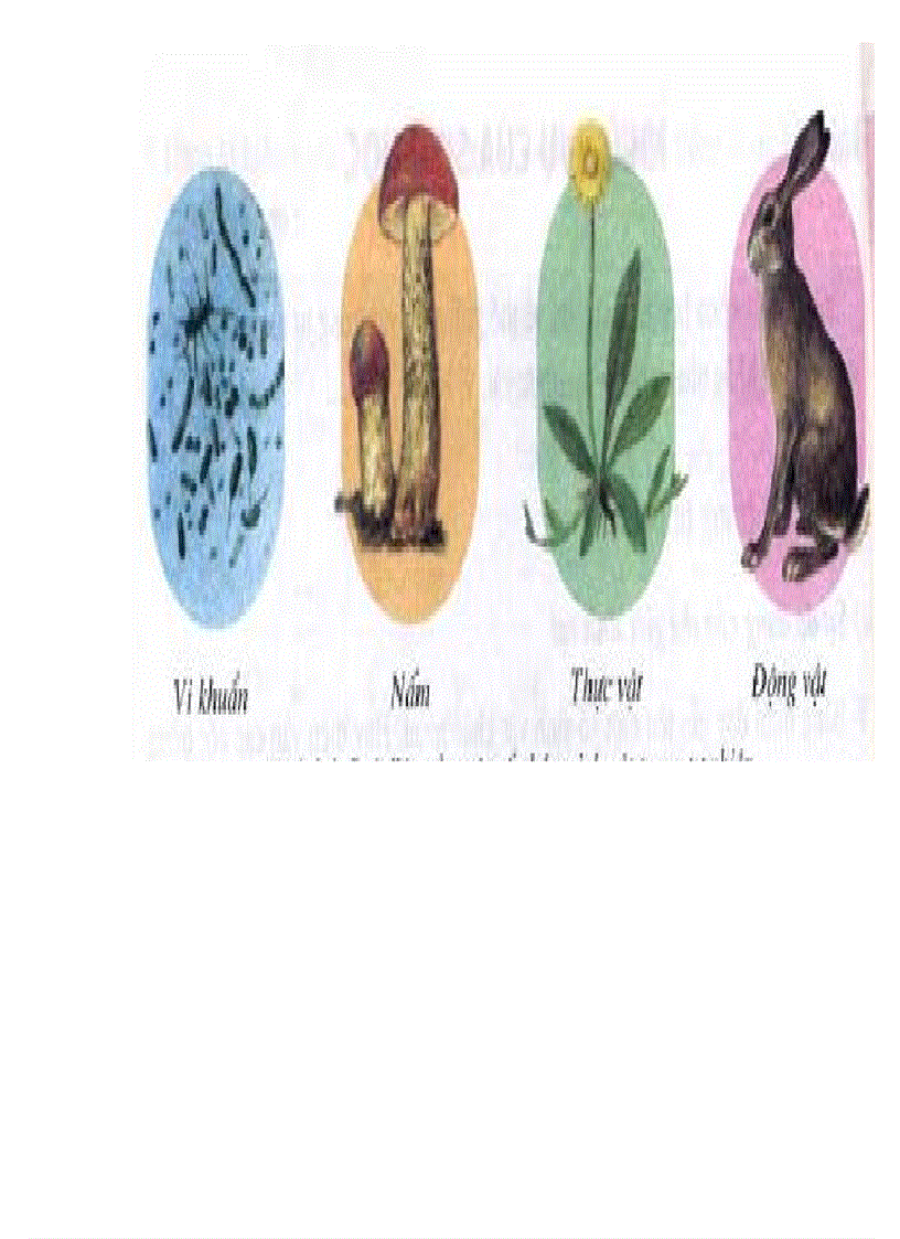 image for page Tranh ảnh sinh lớp 6