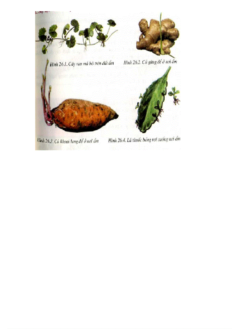 image for page Tranh ảnh sinh lớp 6