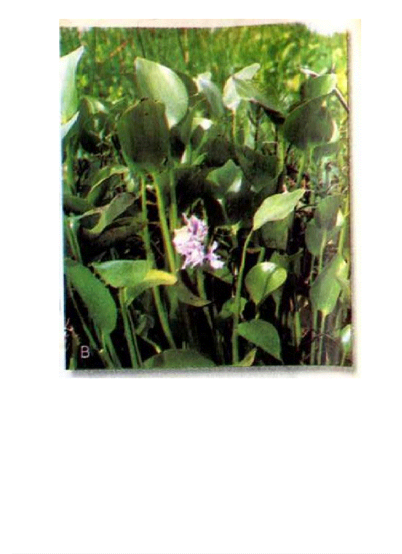 image for page Tranh ảnh sinh lớp 6