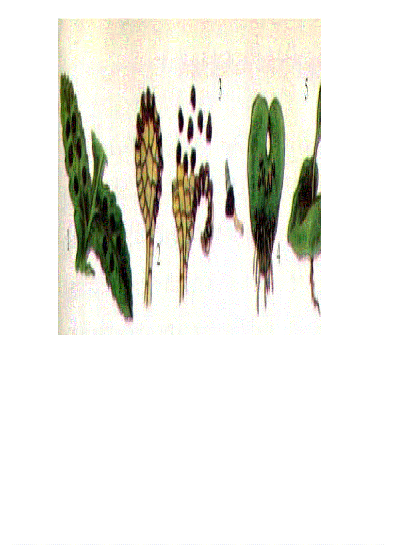 image for page Tranh ảnh sinh lớp 6