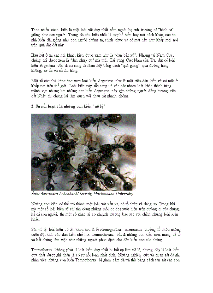 image for page 10 điều thú vị về loài kiến