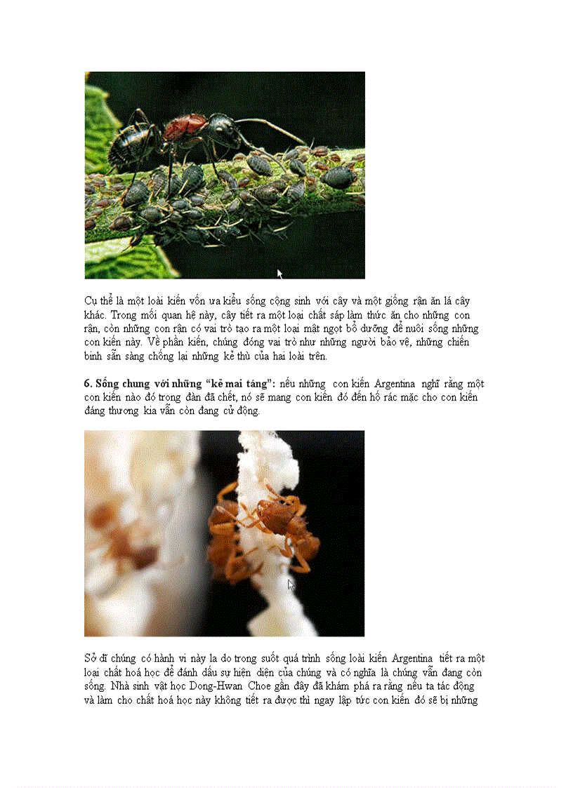 image for page 10 điều thú vị về loài kiến