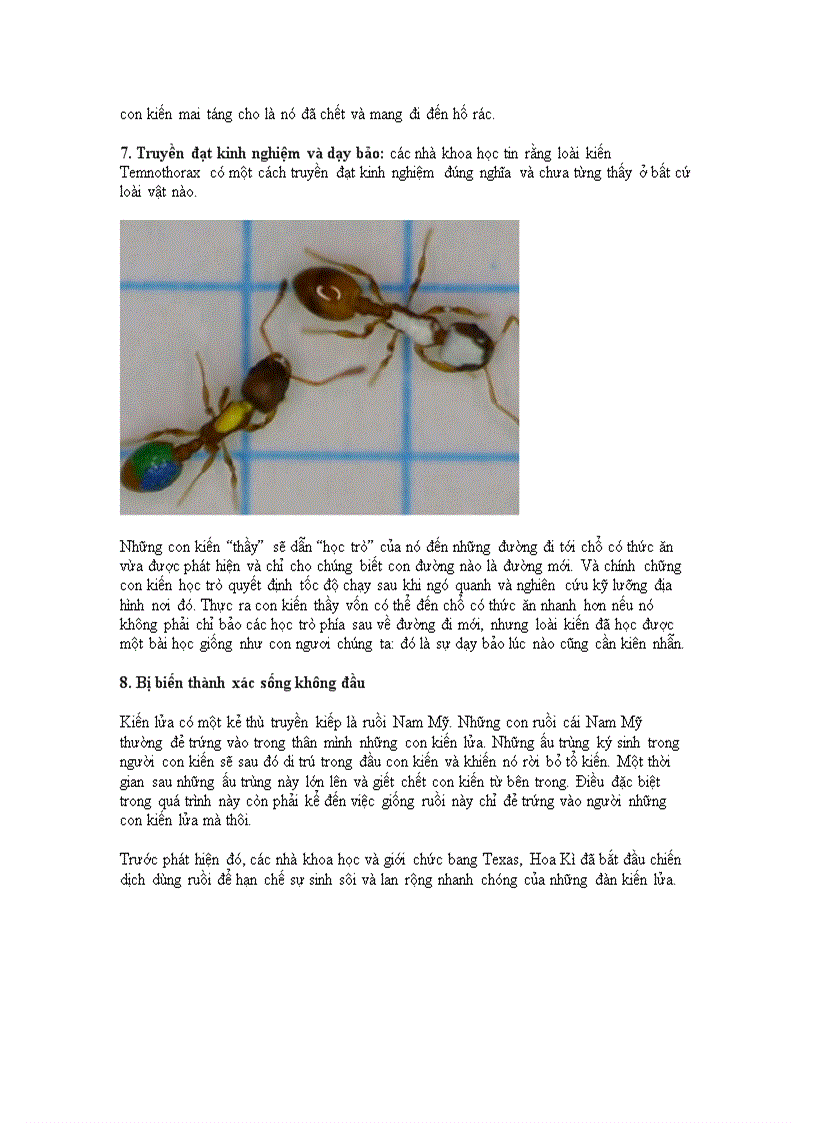 image for page 10 điều thú vị về loài kiến