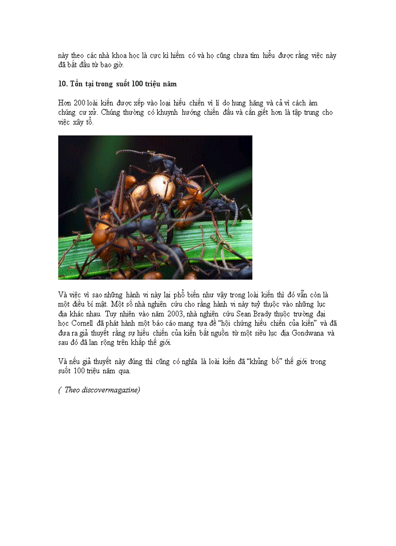 image for page 10 điều thú vị về loài kiến