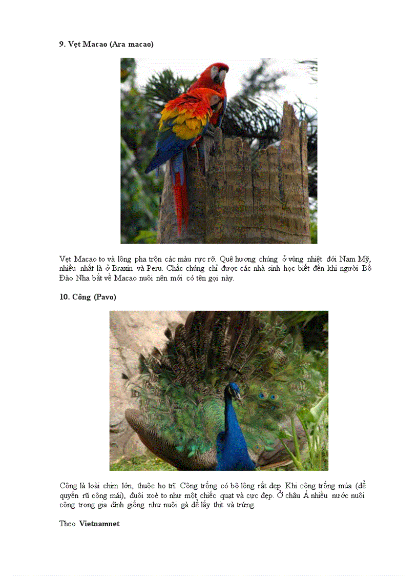 image for page 10 loài chim đẹp nhất hành tinh