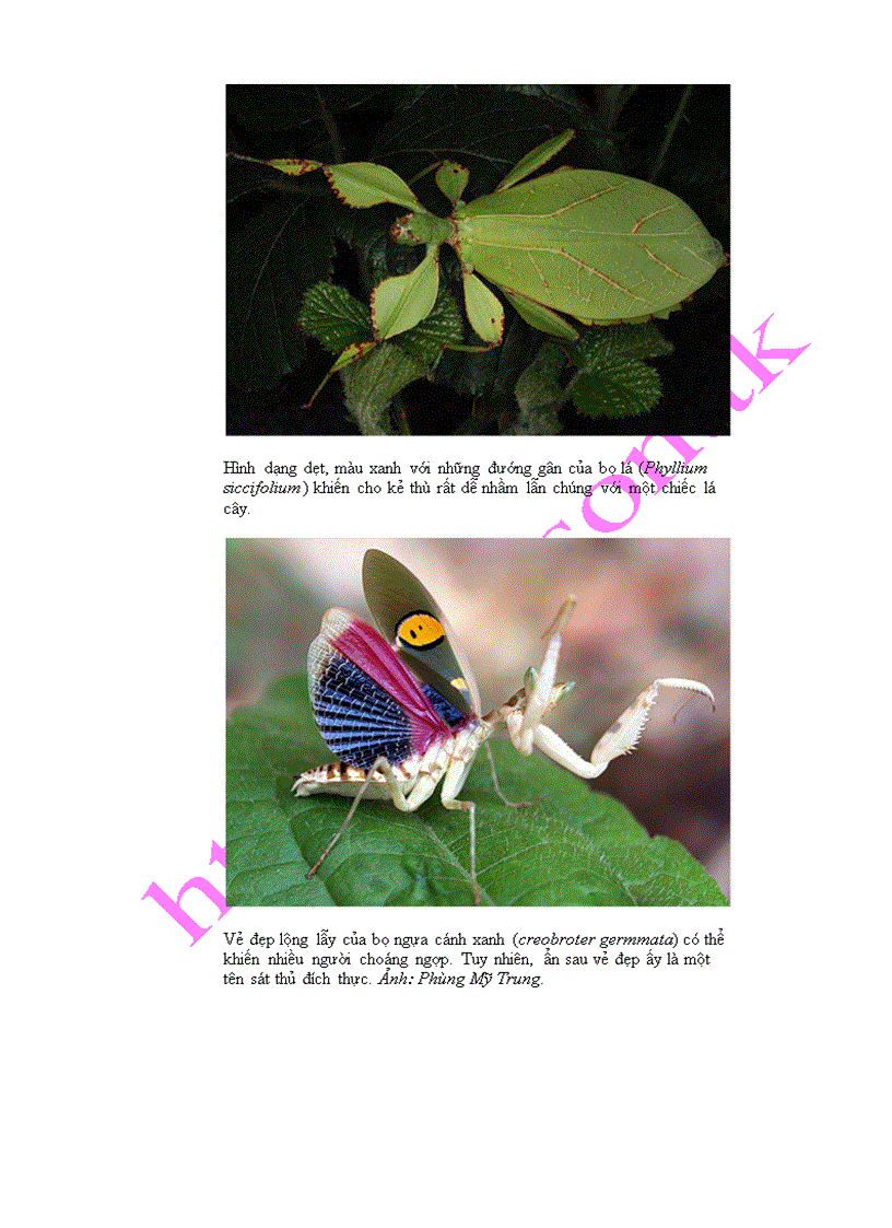 image for page 10 loài côn trùng kỳ lạ ở Việt nam