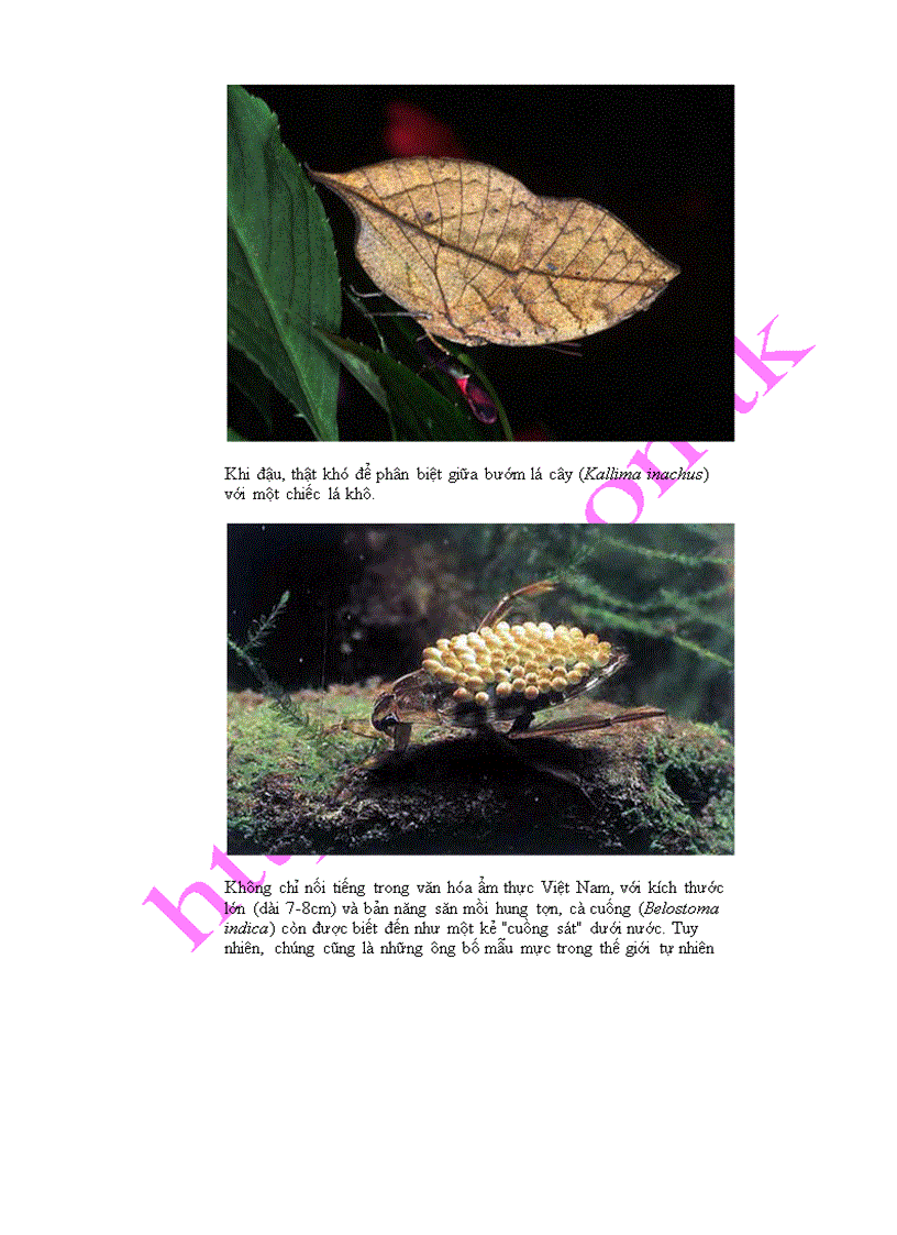 image for page 10 loài côn trùng kỳ lạ ở Việt nam