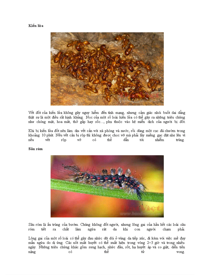 image for page 10 loài động vật nhỏ nguy hiểm ở Việt nam