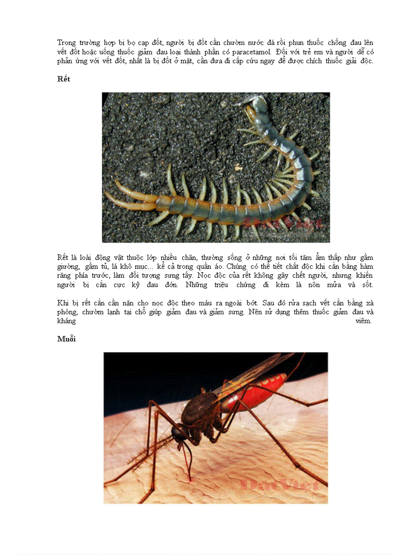 image for page 10 loài động vật nhỏ nguy hiểm ở Việt nam