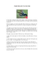 10 phát hiện mới về các loài chim