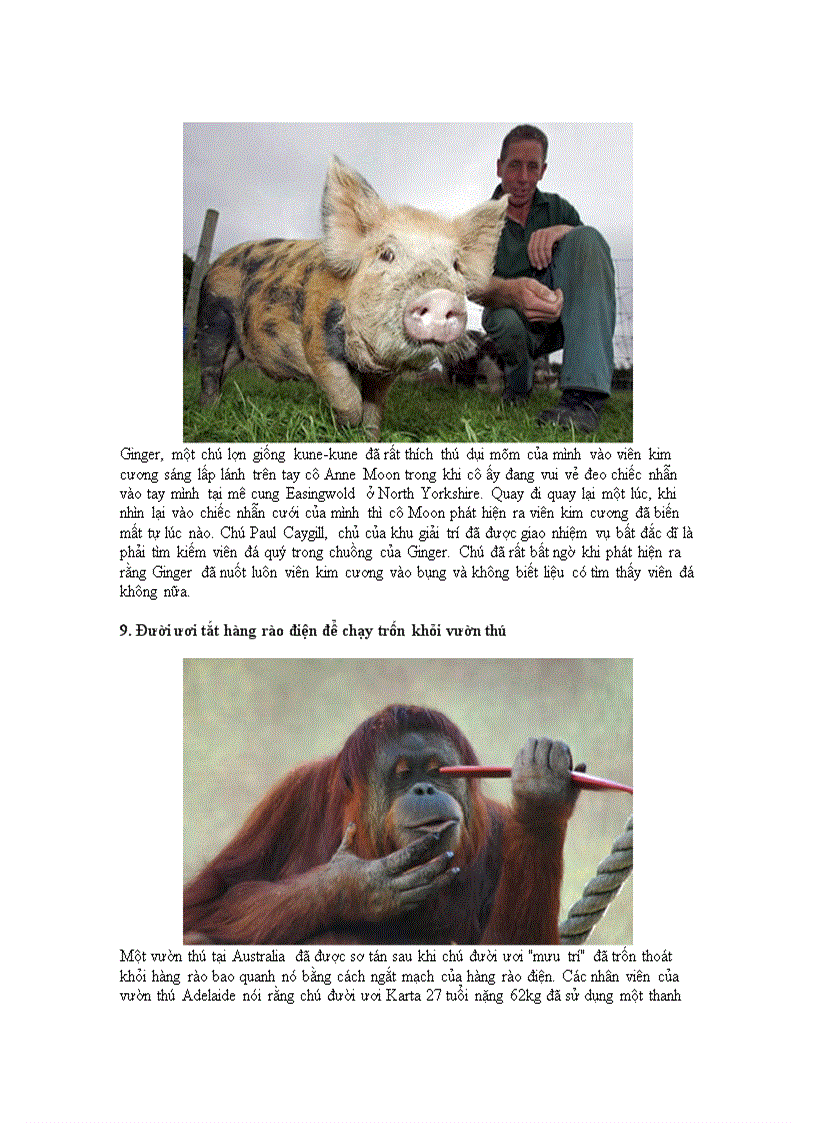 image for page 10 sự cố tai hại do động vật gây ra