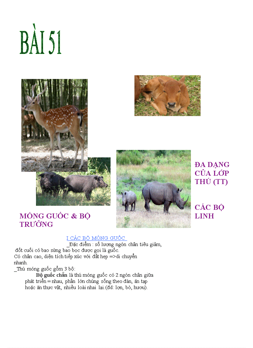 Bộ linh trưởng Bộ linh trưởng