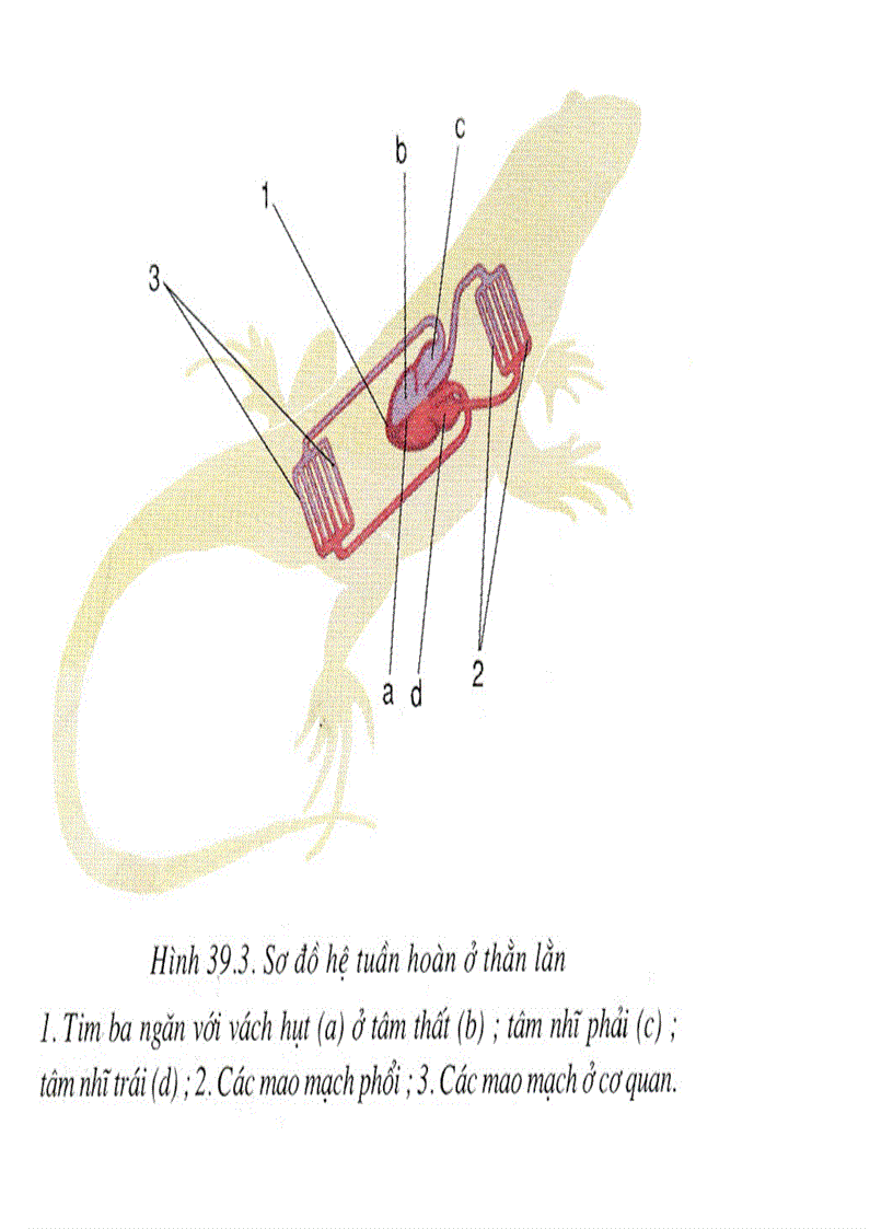 image for page Bộ tranh sách giáo khoa sinh học lớp 7