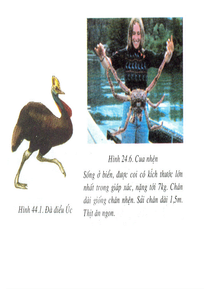 image for page Bộ tranh sách giáo khoa sinh học lớp 7