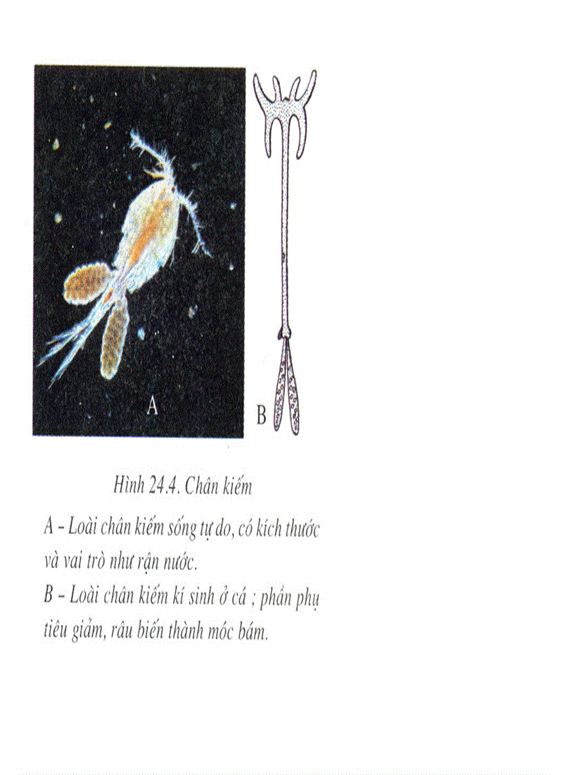 image for page Bộ tranh sách giáo khoa sinh học lớp 7