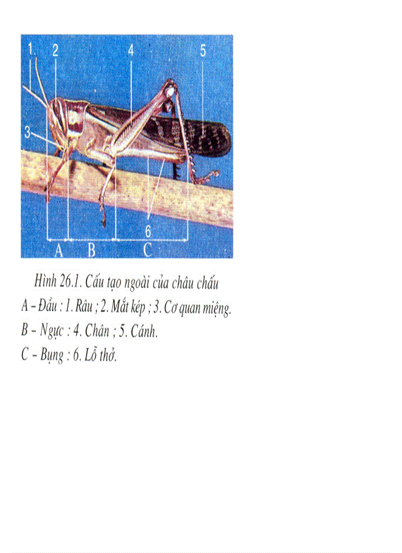 image for page Bộ tranh sách giáo khoa sinh học lớp 7