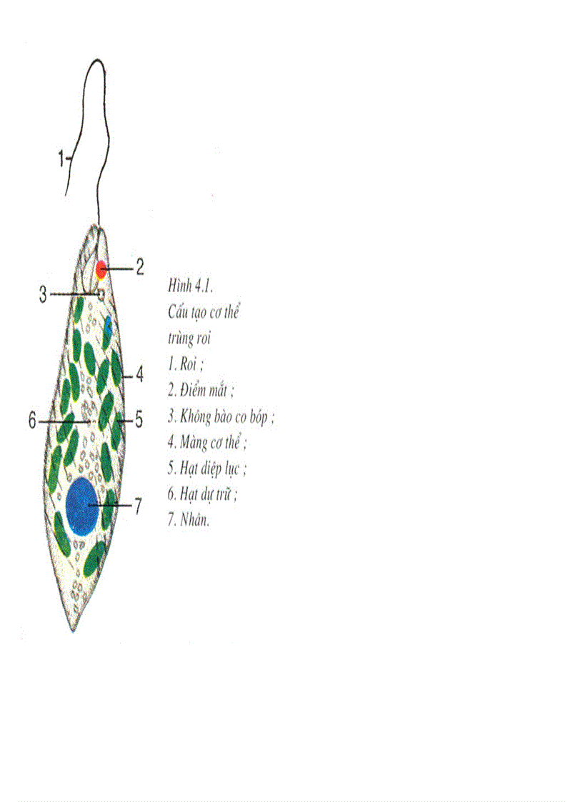 image for page Bộ tranh sách giáo khoa sinh học lớp 7