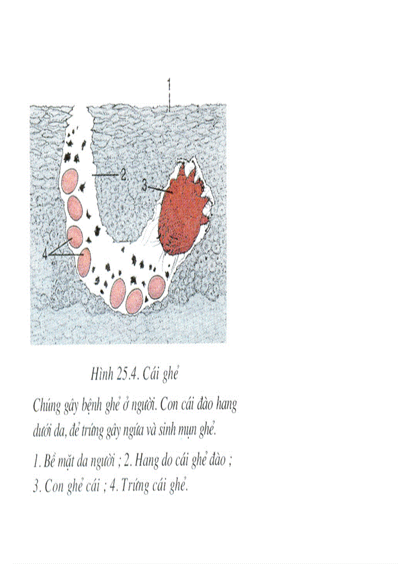 image for page Bộ tranh sách giáo khoa sinh học lớp 7