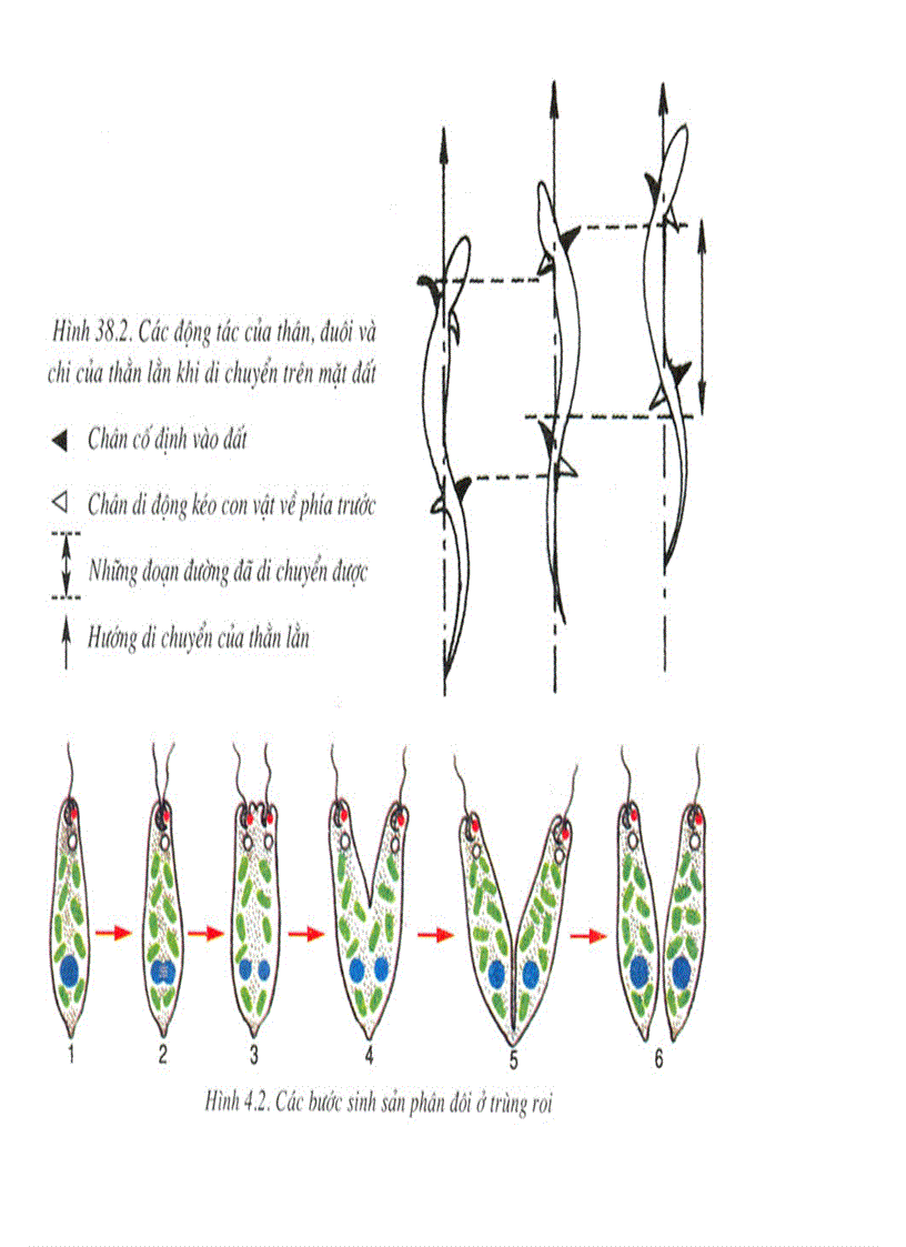 image for page Bộ tranh sách giáo khoa sinh học lớp 7