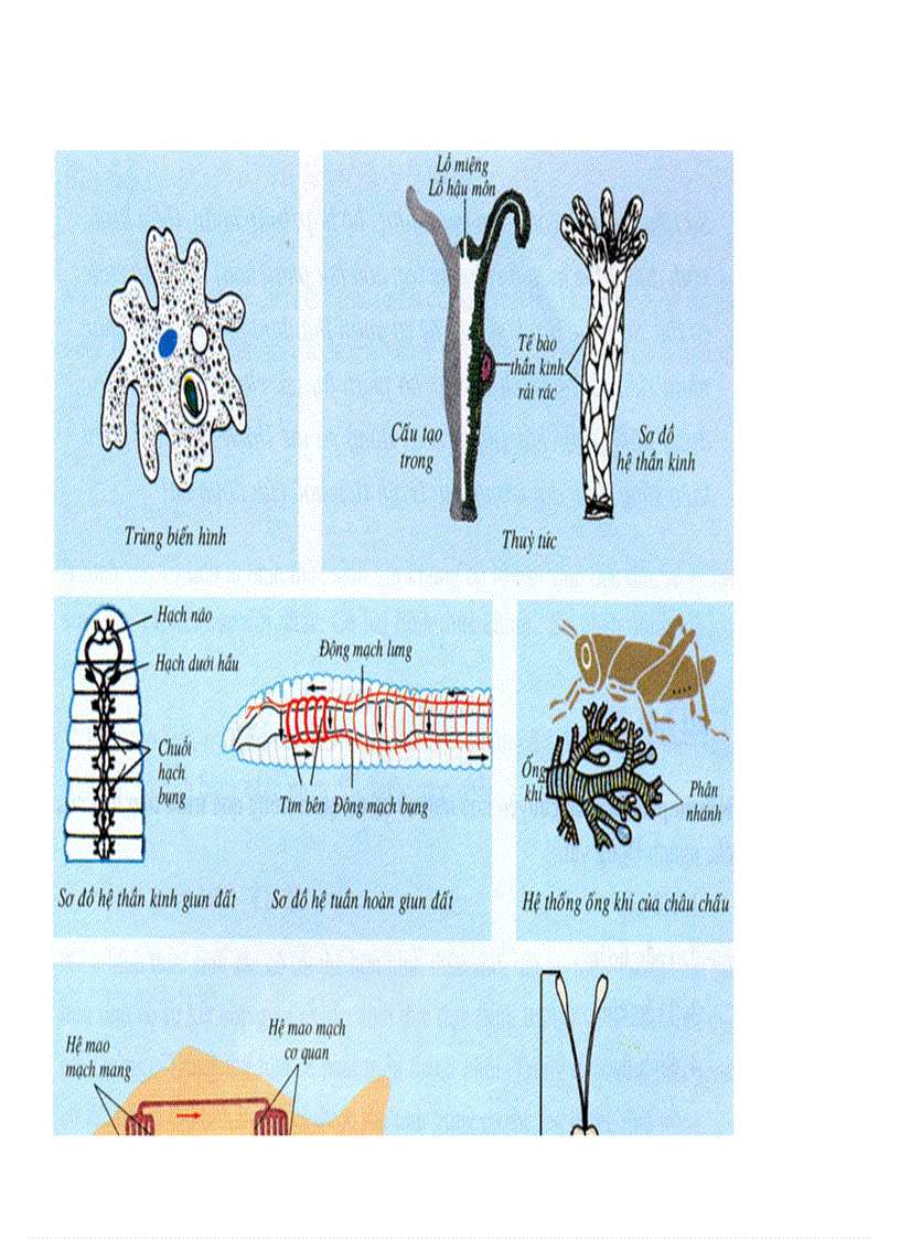 image for page Bộ tranh sinh học 7 Đầy đủ