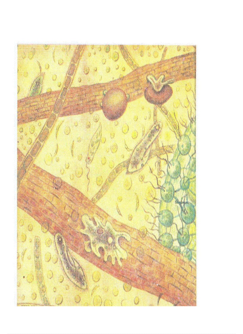 image for page Bộ tranh sinh học 7 Đầy đủ