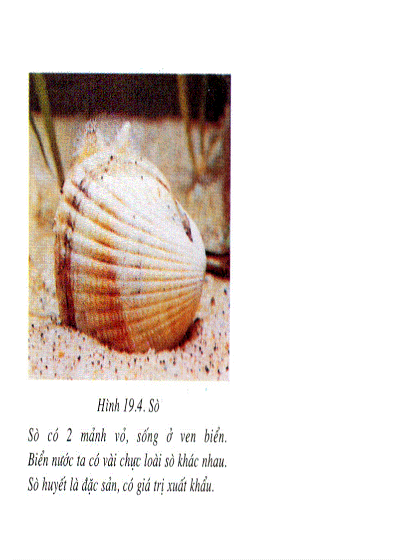 image for page Bộ tranh sinh học 7 Đầy đủ