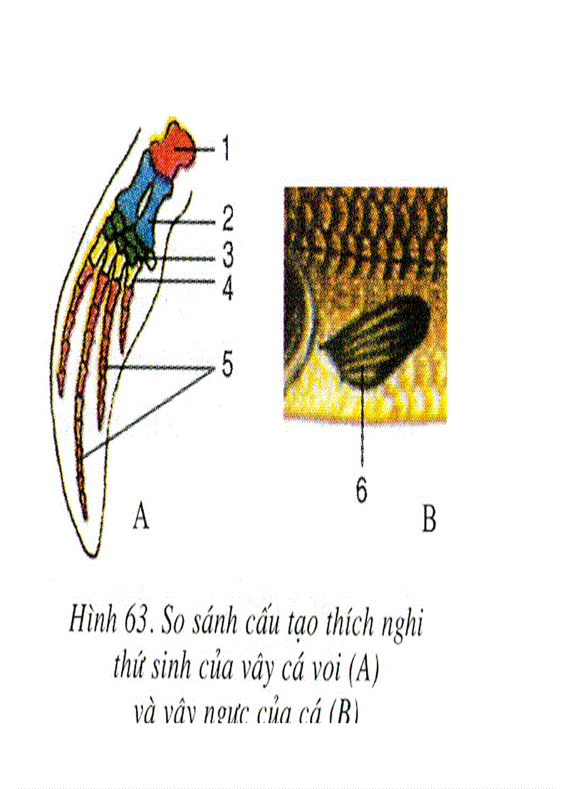image for page Bộ tranh sinh học 7 Đầy đủ