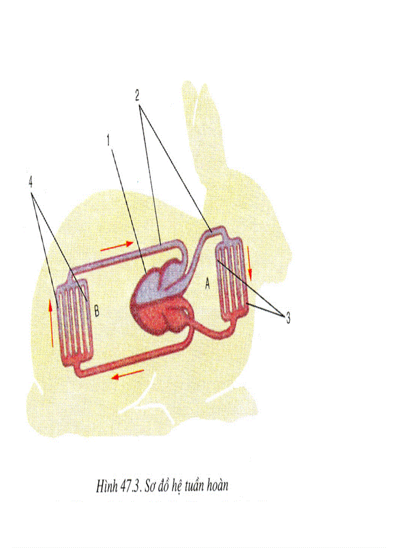 image for page Bộ tranh sinh học 7 Đầy đủ