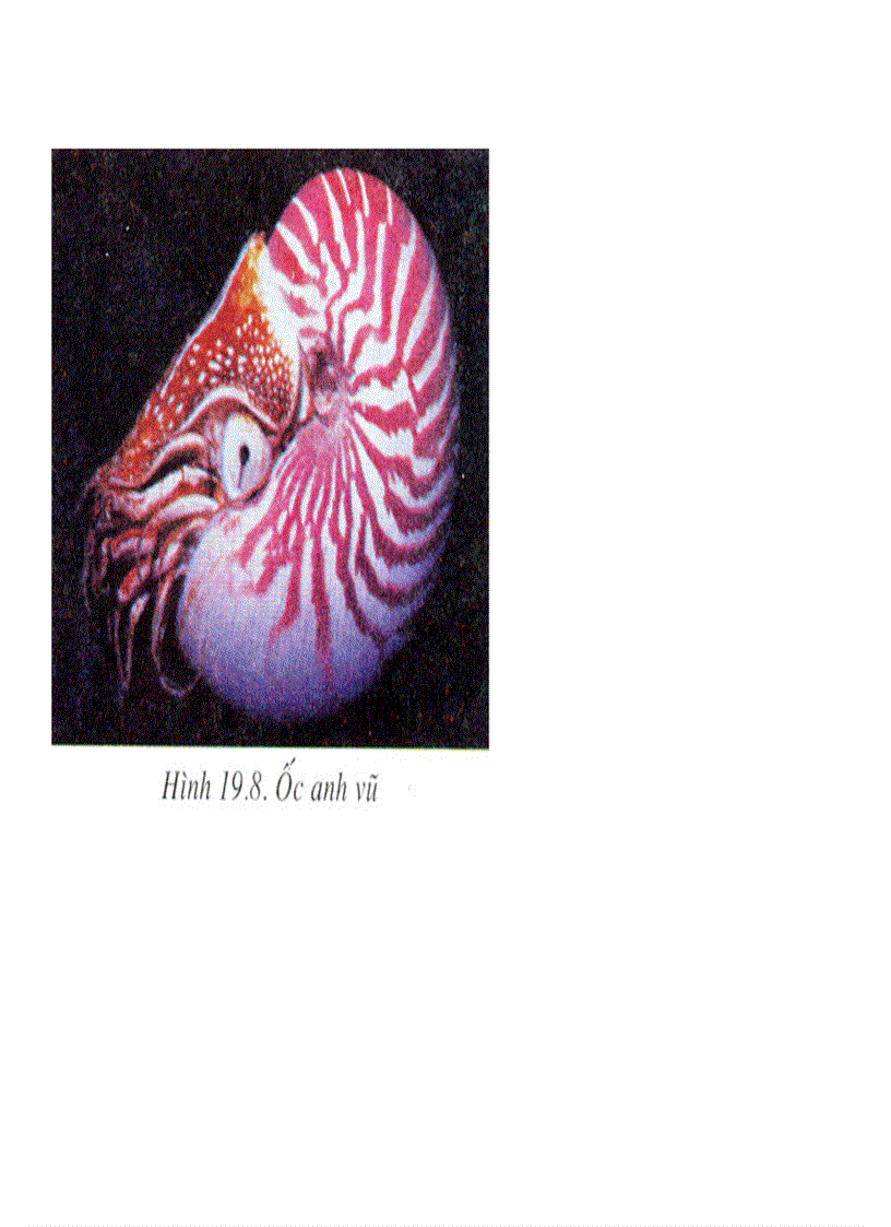 image for page Bộ tranh sinh học 7 Đầy đủ