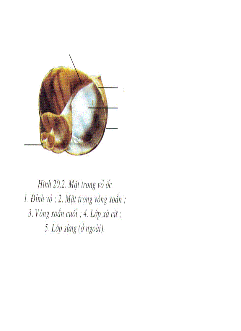 image for page Bộ tranh sinh học 7 Đầy đủ