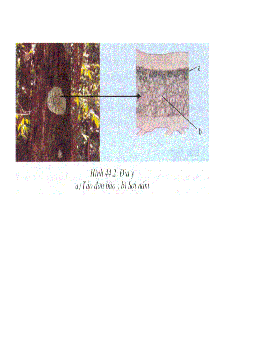 image for page Bộ tranh sinh học 7 Đầy đủ