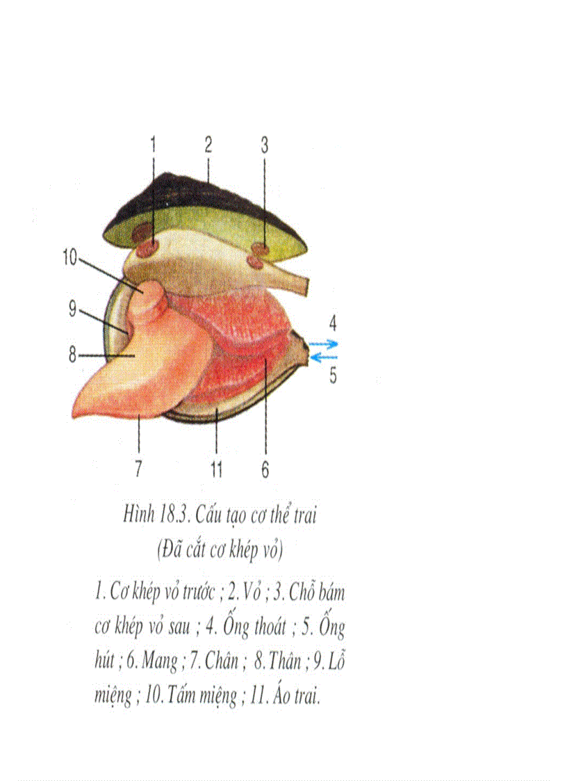 image for page Bộ tranh sinh học 7 Đầy đủ