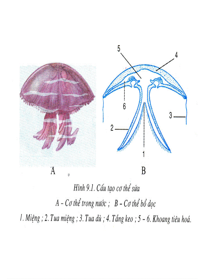 image for page Bộ tranh sinh học 7 Đầy đủ