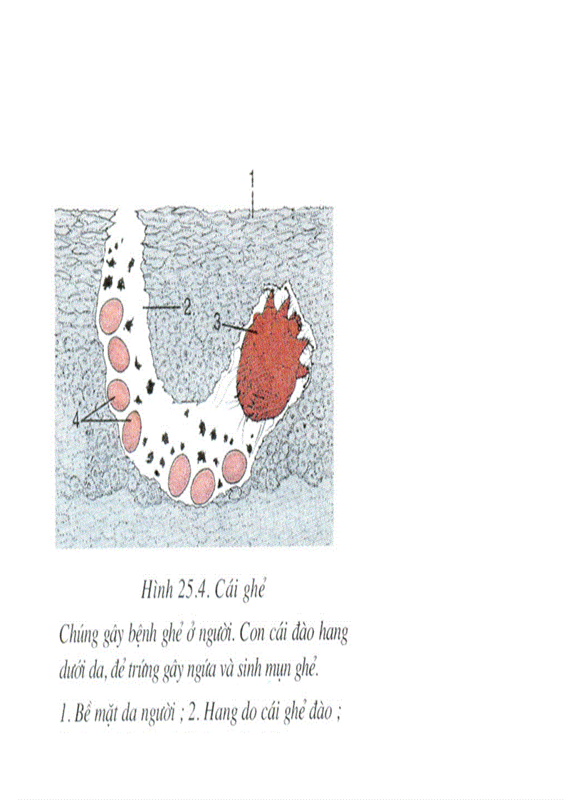 image for page Bộ tranh sinh học 7 Đầy đủ