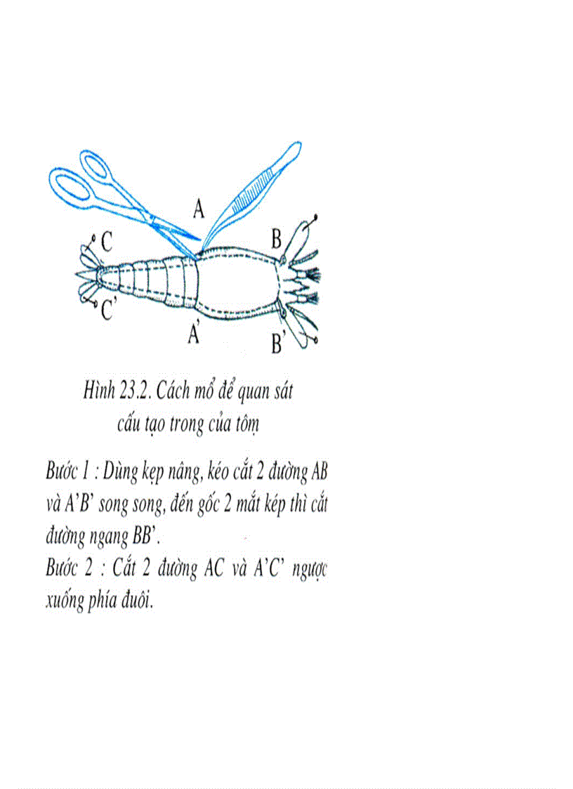 image for page Bộ tranh sinh học 7 Đầy đủ
