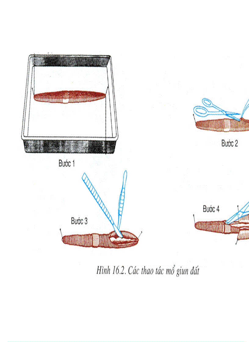 image for page Bộ tranh sinh học 7 Đầy đủ