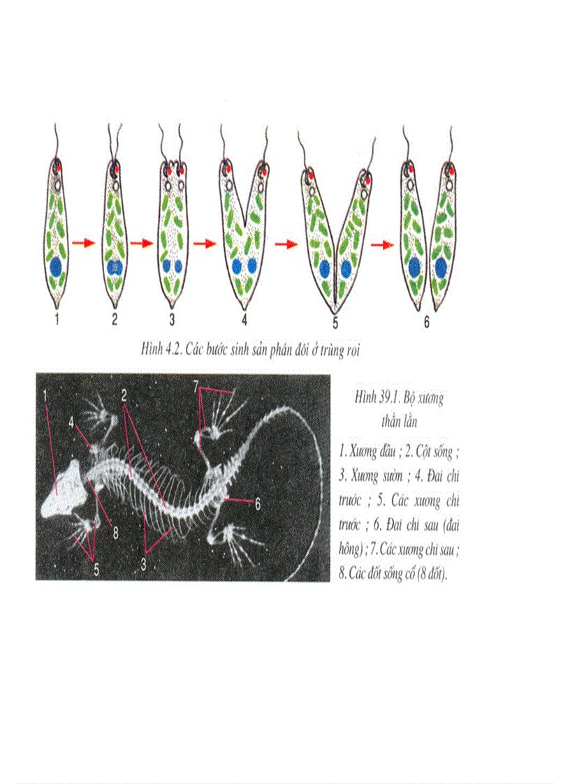image for page Bộ tranh sinh học 7 Đầy đủ