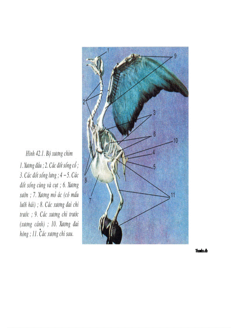 image for page Bộ tranh sinh học 7 Đầy đủ