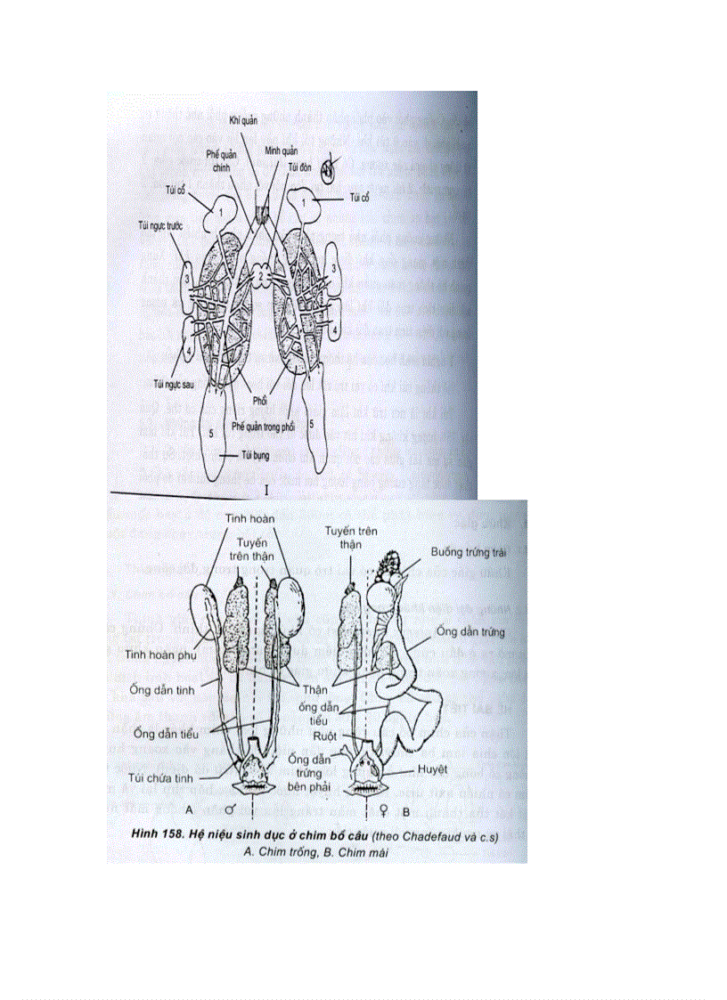 image for page Cac he co quan dong vat
