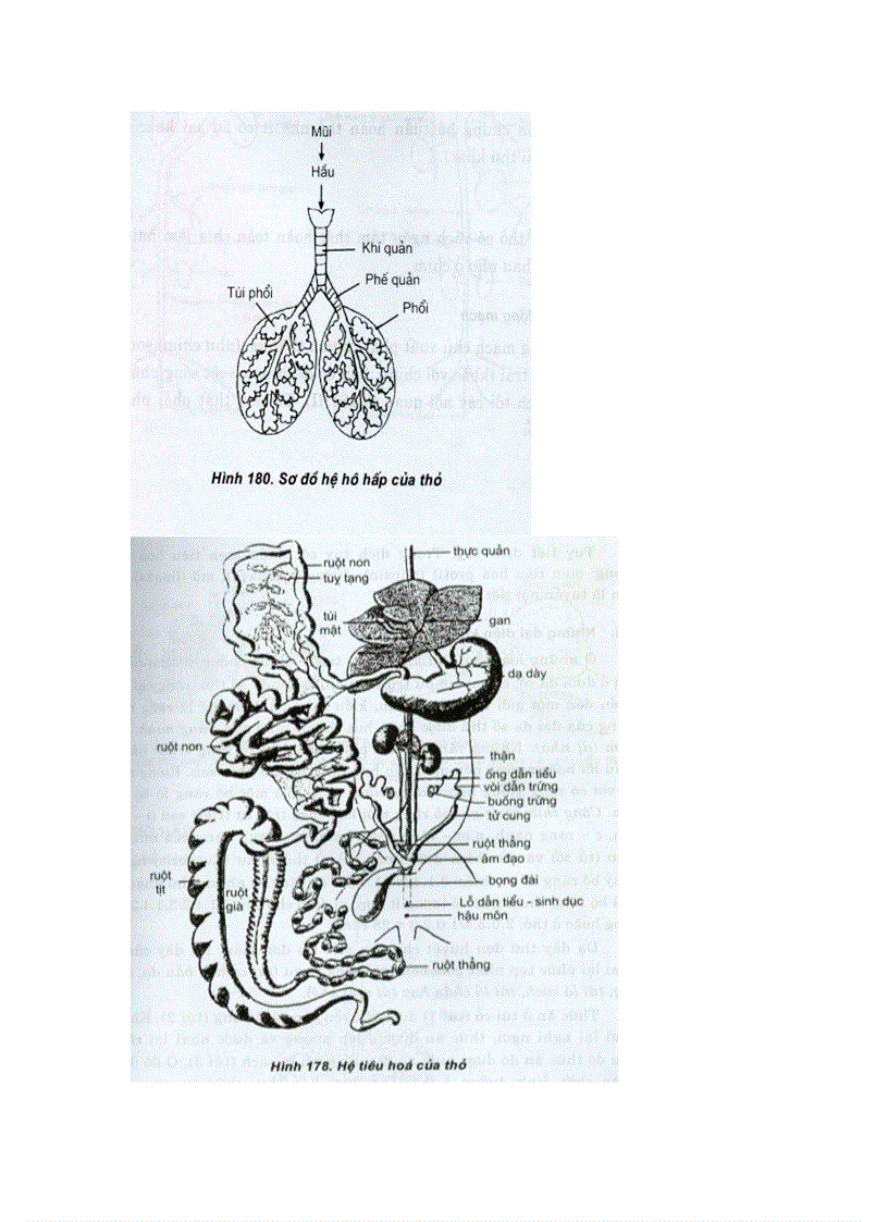image for page Cac he co quan dong vat