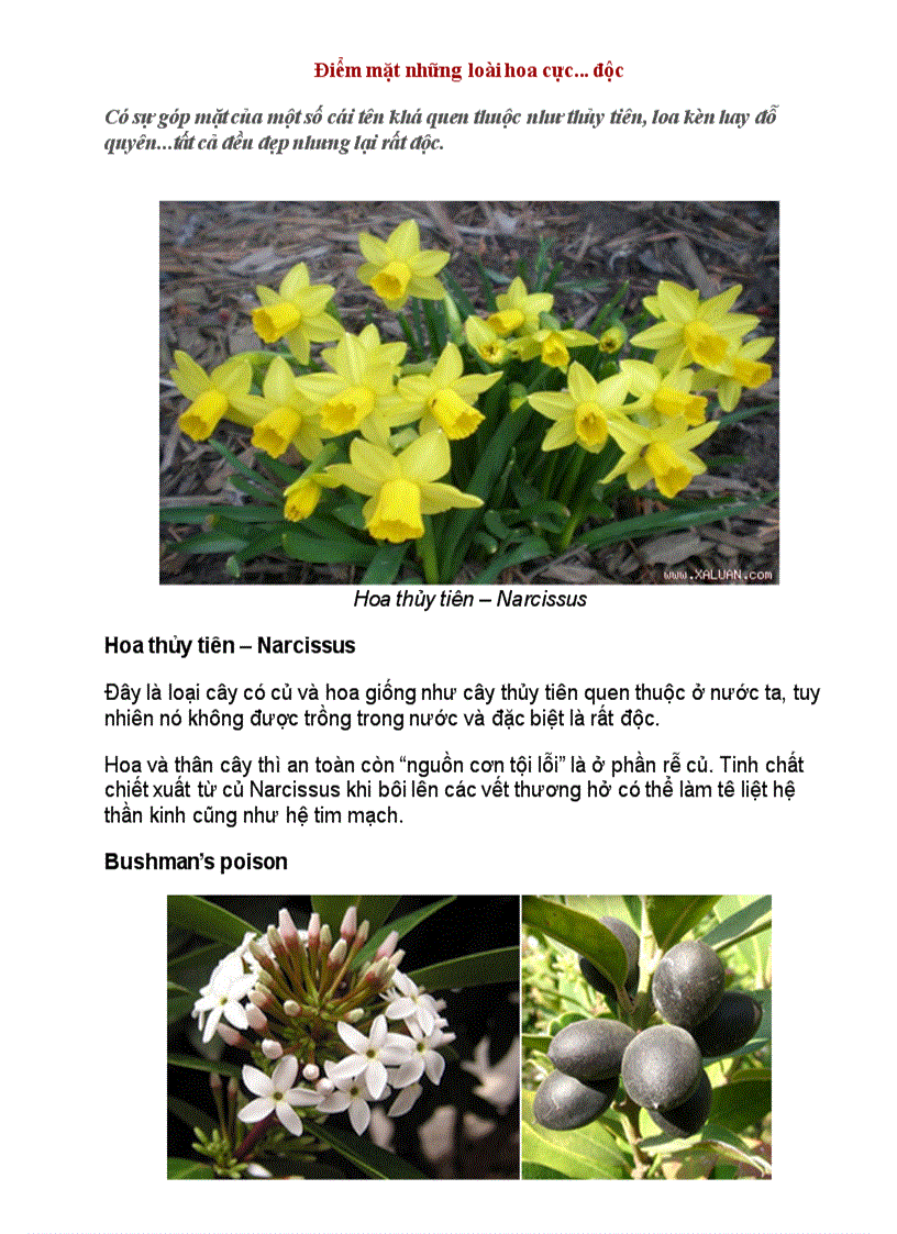 image for page Điểm mặt những loài hoa cực độc