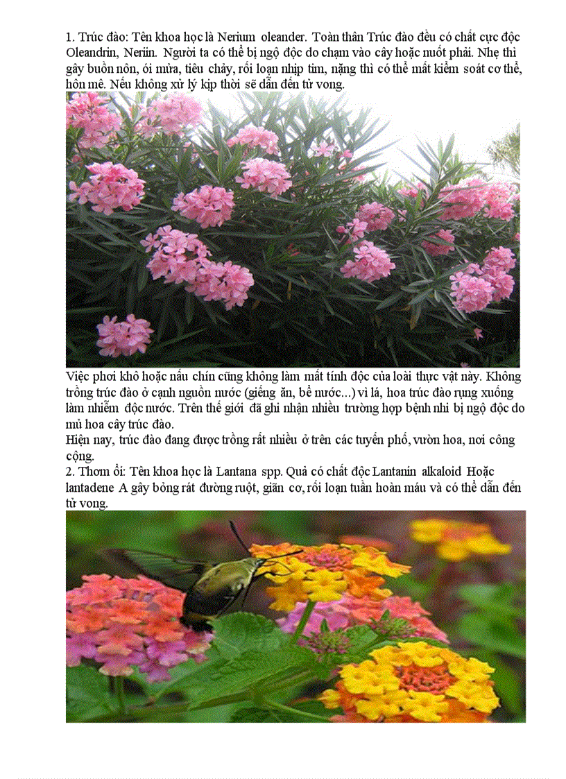 image for page Điểm mặt những loài hoa cực độc